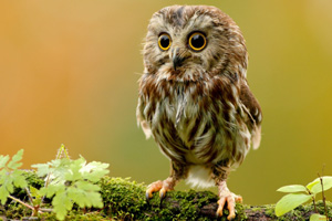 Owl Image