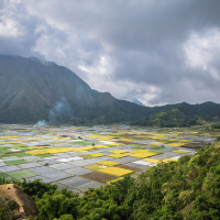 Amazing views of the vegetable fields